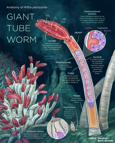 giant worm